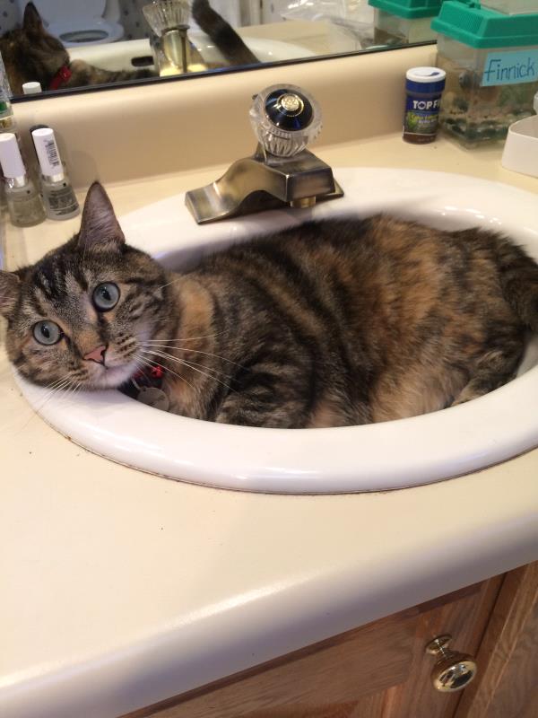 /Images/uploads/Humane Society of Utah/HSUCalendar/entries/1701thumb.jpg